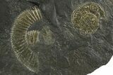 Fossil Ammonite Cluster - Posidonia Shale, Germany #353536-1